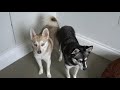 Male v Female Alaskan Klee Kai