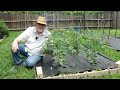 How to Grow TOMATOES in Pots || Black Gumbo