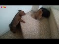 Puppies Cry Loudly When Trying to Learn to Climb Stairs