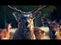 Our Planet | 4K African Wildlife - Great Migration from the Serengeti to the Maasai Mara #100