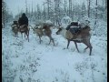Taiga Nomads I (1992) (Evenk reindeer herders)