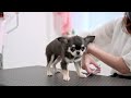 Grooming a tiny Chihuahua! Too small for scissors!?