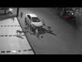 Cani rabbiosi distruggono un'auto parcheggiata