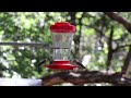 slow motion humming birds- Abilene State Park