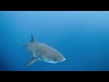 Guadalupe Great White Sharks HD video