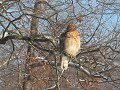 Hawk outside my window.