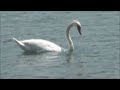 Swan Feeding in the Rhine River  June 2023