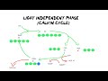 Photosynthesis : Light Dependent and Calvin Cycle