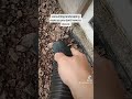 How to remove rocks without throwing your back out.