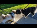 SHIH TZU PUPPY FIRST TIME GOING OUTSIDE!!