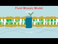 Plasma membrane / Cell Membrane (updated)