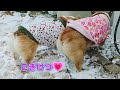 【キュンキュン】コーギー姉妹の雪遊びが可愛すぎる！  #corgi  #かわいい #多頭飼い #癒し