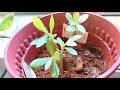 Grow adenium from seeds successfully || HDB garden