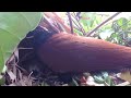 Greater Coucal Bird brings food to feed the babies in their nest #P17