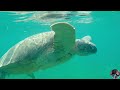 Danza Marina Sumérgete en la Paz Profunda con las Tortugas (4K)