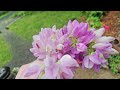 Sneak Peek| Welcome to my new Channel. Cottage Garden Work, Flower Craft Cat