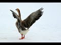 goose song