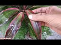 5 Best Indoor Air purifying plants | 5 Oxygen Producing Indoor Plants | Best 5 Air purifying plants