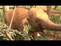 ThongAe's Gardening Adventure at Elephant Nature Park - ElephantNews