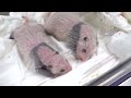 Want To See Twin Bao's Birth Video? I Kritter Klub