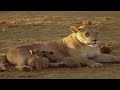 A Maginificent Lion Pride Lies In Wait To Ambush Prey | The Lions Of Etosha | Real Wild