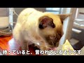 【シャム猫の魅力】性格や特徴、シャム柄猫あるある５選！