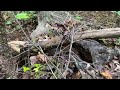 Rattlesnakes in the Trees?!? Baby Snakes Everywhere! Amazing Fall Snake Hunting in Metro Atlanta!
