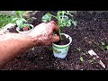 A Complete Guide to Digging & Planting Your First Vegetable Garden: Tomatoes, Peppers & Herbs