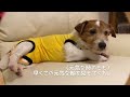 寝てる間に何かしたやろ？！かわいい顔ばかりしてると思うなよ！/ネコのかわいい表情/ジャックラッセルテリア 親子