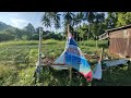 kebun cabe merah keriting 2.500 POHON BUAH LEBAT