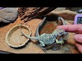 Giving Dodge our Collared Lizard some Meal Worms