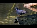 Gołębie Wspaniałości: Odkryj Prawdziwe Klejnoty w Świecie Ptaków z Najbardziej Wyjątkowymi Rasami