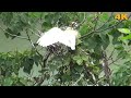 可憐的黃頭鷺幼鳥遭受惡鄰居猛烈攻擊.Three poor baby birds being attacked. ( 2017 Ultra HD 4K HDR)