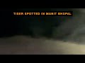 TIGER SPOTTED IN MANIT NIT (BHOPAL) FT SUTTA SONG