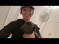 Picking up our new frenchie puppy + first night home | Meet Chauncey