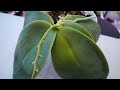How to rehydrate Orchids fast! - Orchid Care Quick Tips