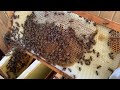 Long Hive Checkup - How are the bees?