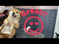 [Groomer Giraffe TV] Reason why Shiba's are not accepted at grooming salons