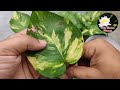 कब और कैसे लगाए मनी प्लांट का पौधा सिर्फ उसकी पत्तियों से | How To Grow Money Plant Cutting Faster