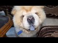 chow chow become rishvat khor +unboxing of new biscuit purepet