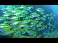 Coral Reef Aquarium Collection 4K ULTRA HD  - Nature's Paradise In The Heart Of The Ocean