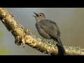 How Nature Works: Catbird Mimicry