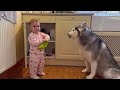 Sneaky Baby Feeds Her Huskies Snacks Without Dad Knowing!😂. [HIDDEN CAM!!]