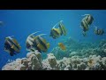 Relaxing underwater ambience with peaceful harp music