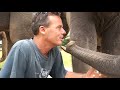 Man Playing With His Elephant Family | Elephant Nature Park