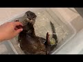 [Otter Life Day 1–12] The Day Little Aty First Came to My House