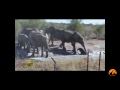Herd Of Elephants Rescues A Calf - So Beautiful! -  Latest Sightings