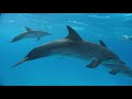 Dolphins: Breaking the Code - Full Episode