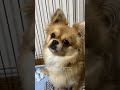 Funny Dogs and Cats Dancing To GangNam StyleーTry Not To Laugh! 面白い犬と猫が音楽に合わせて踊るP.14