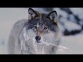 THE WOLF SONG - Nordic music - Vargsången